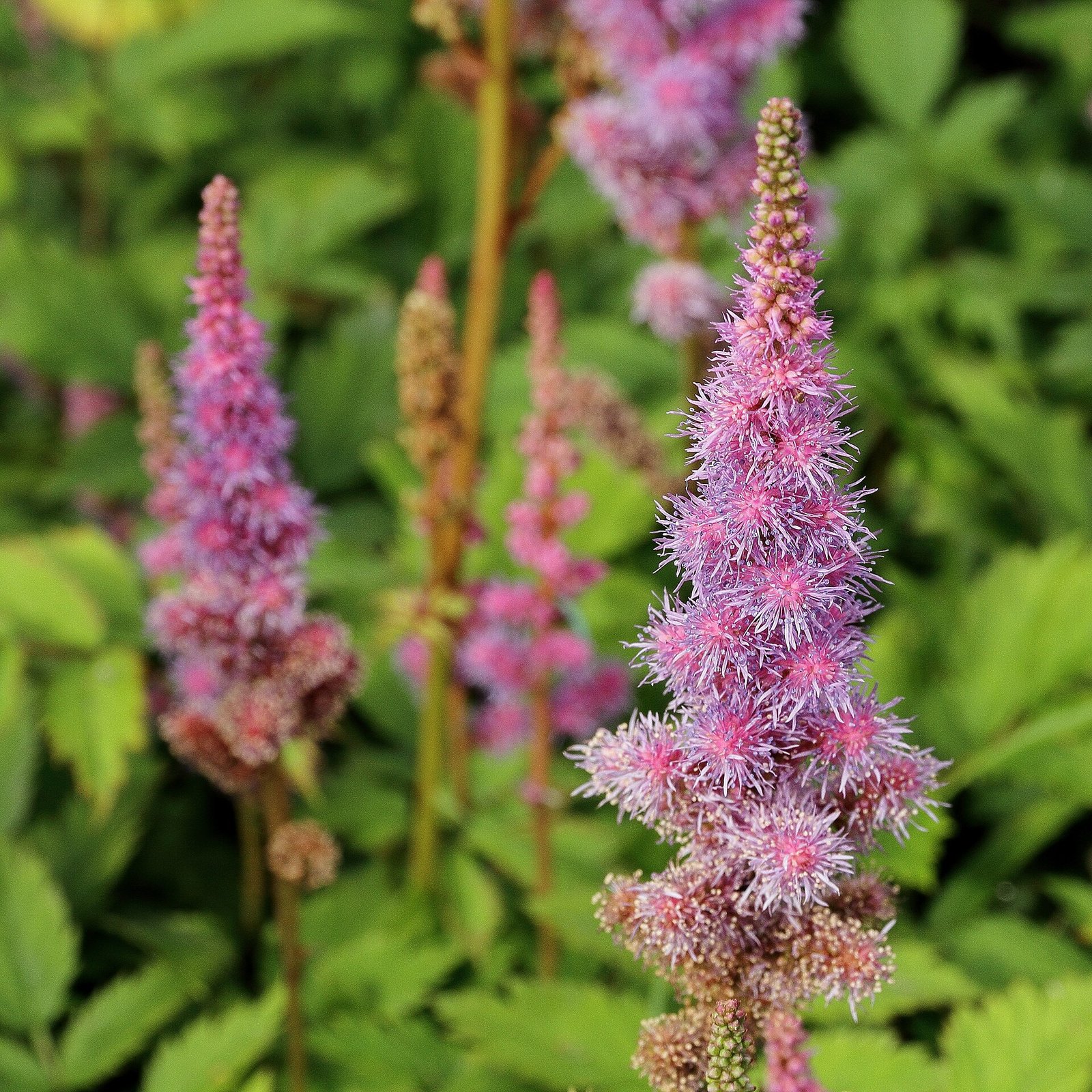 Astilbe with feathery pink flower plumes in a shade garden