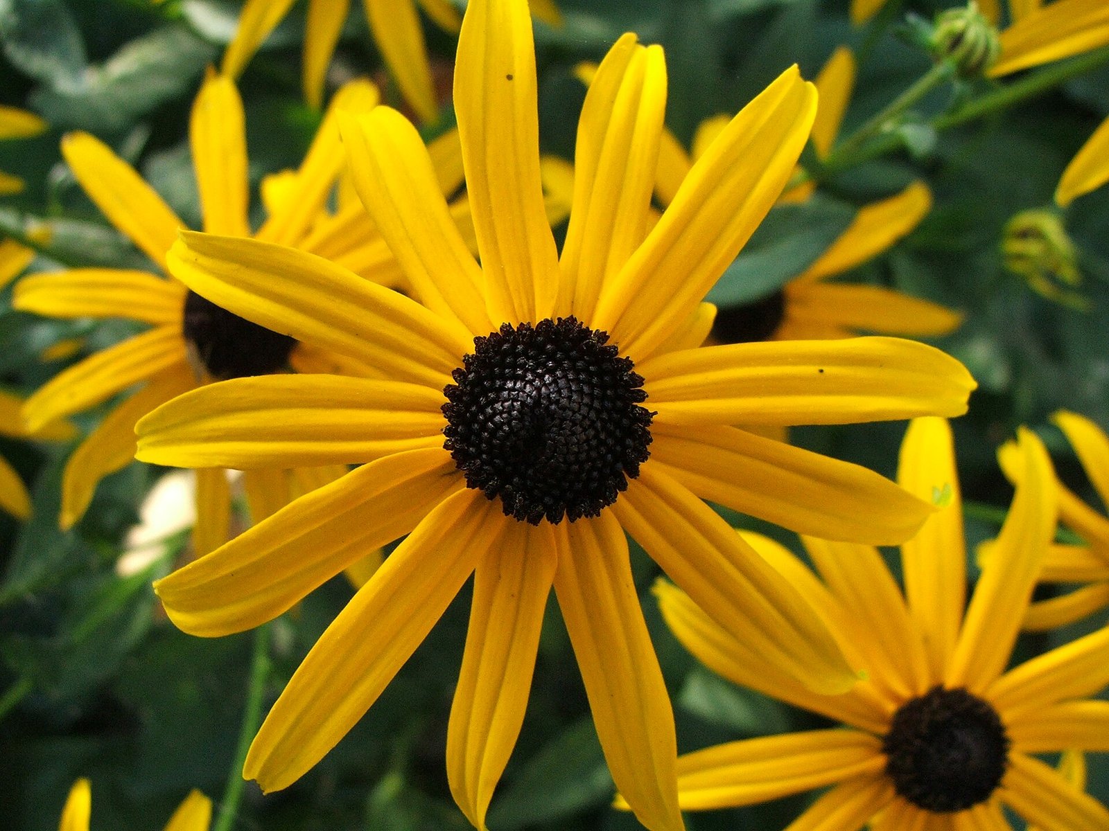 Black-eyed Susan flowers with golden petals and dark centers