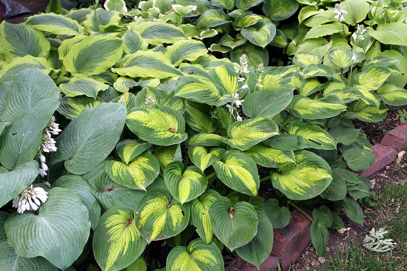 Hosta plant with broad variegated leaves in a shade garden