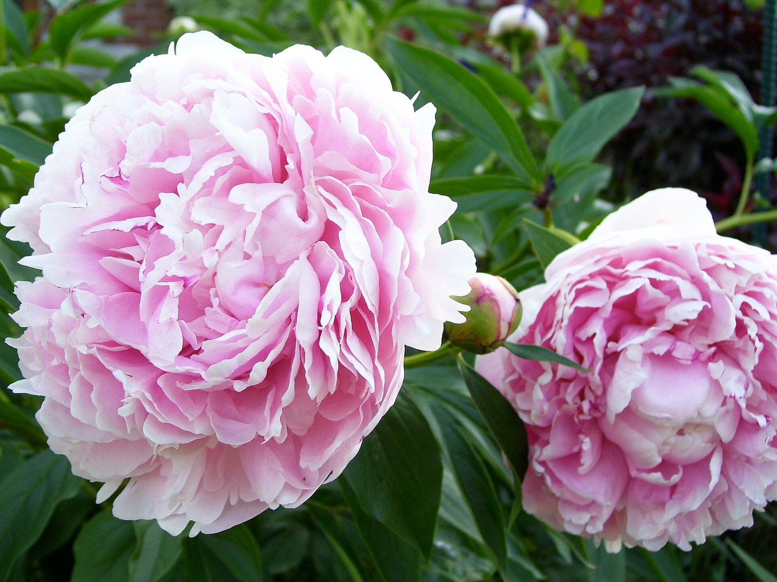 Large pink peony blooms in late spring