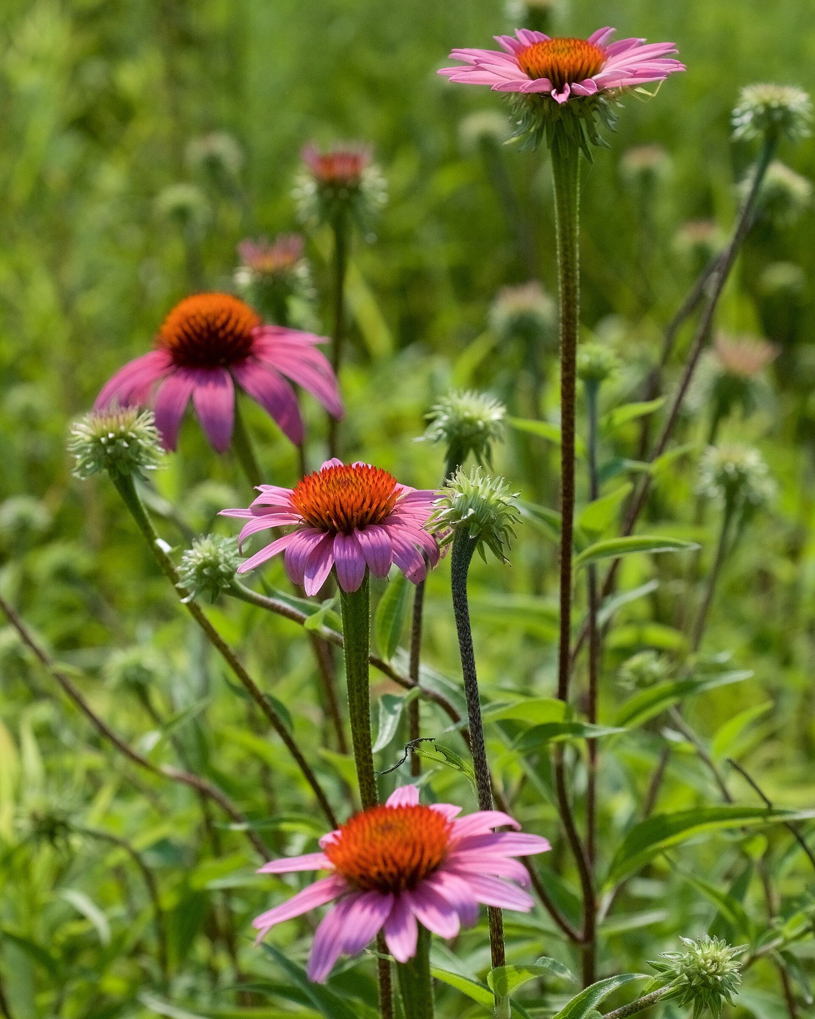 Purple coneflowers with orange centers in a garden bed