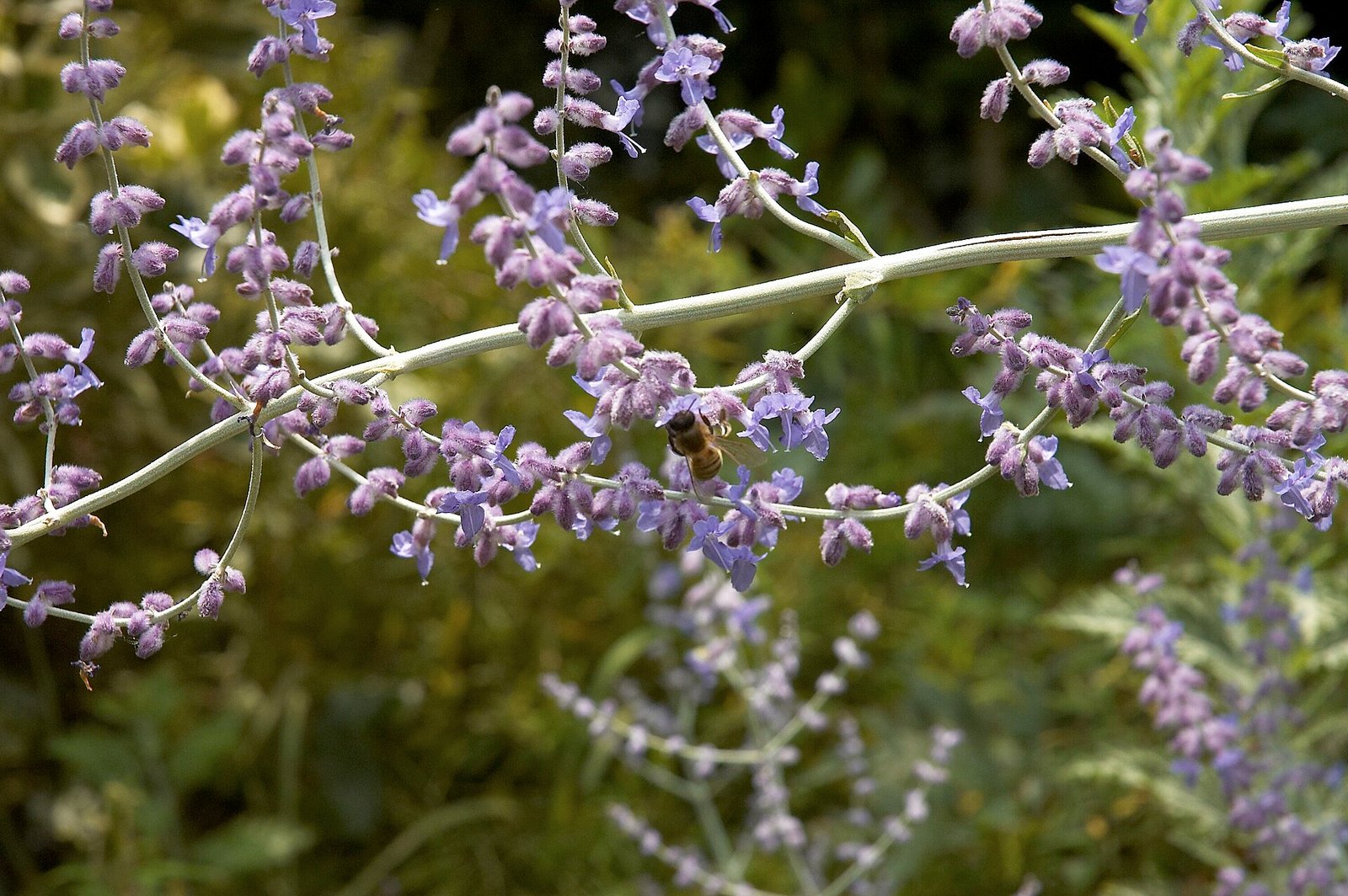 Russian sage blooming in a sunny perennial garden, with a bee foraging on its small lavender-blue flowers