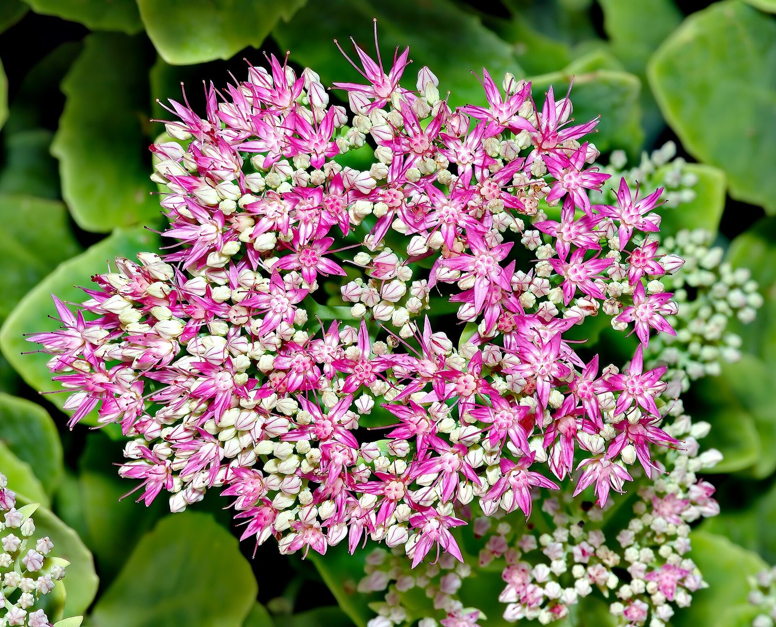 Sedum stonecrop's broccoli-like pink flower head above succulent foliage